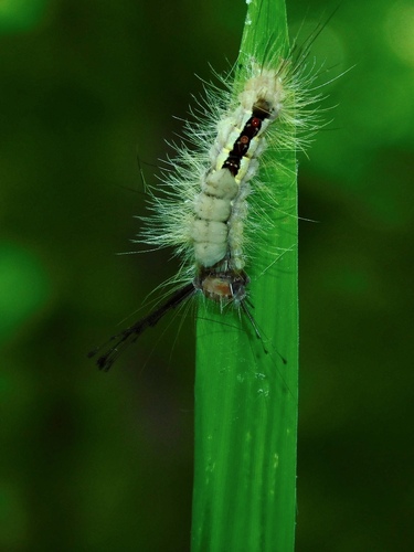 White-marked Tussock Moth