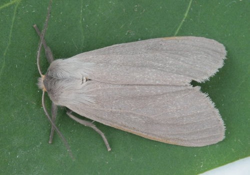 Milkweed Tussock Moth