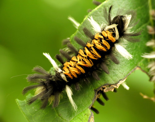 Milkweed Tussock Moth