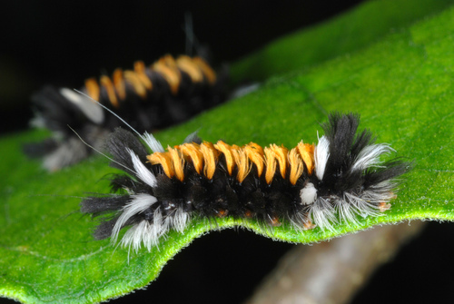 Milkweed Tussock Moth