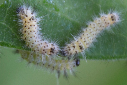 Milkweed Tussock Moth