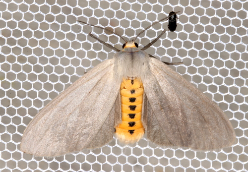 Milkweed Tussock Moth