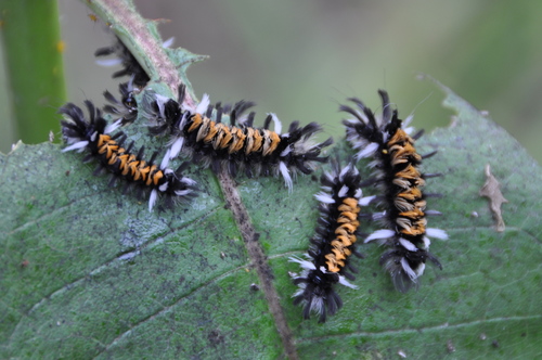 Milkweed Tussock Moth