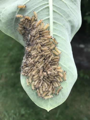 Milkweed Tussock Moth