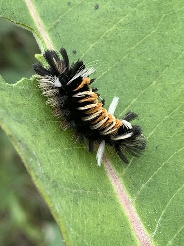 Milkweed Tussock Moth
