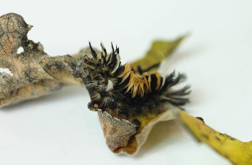 Milkweed Tussock Moth