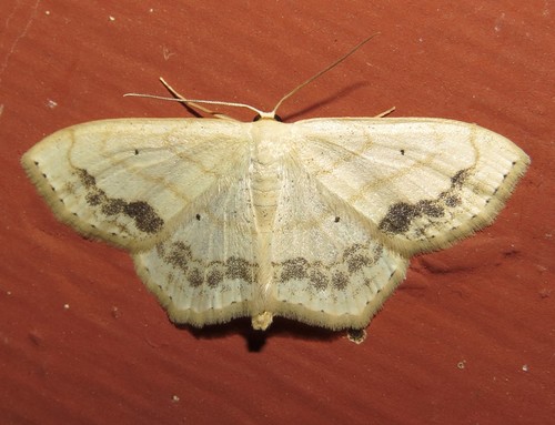 Large Lace-border Moth