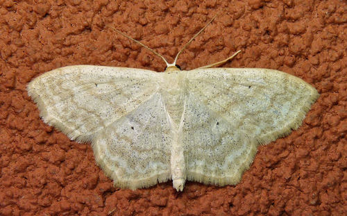 Large Lace-border Moth