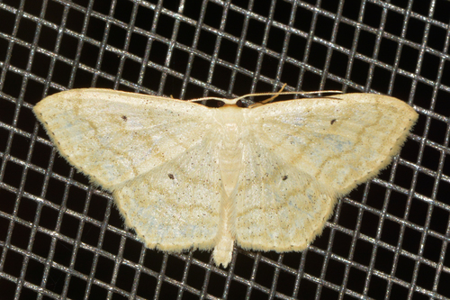 Large Lace-border Moth