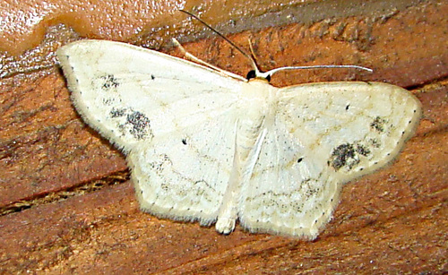 Large Lace-border Moth
