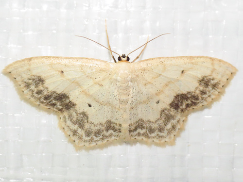 Large Lace-border Moth