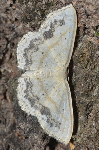 Large Lace-border Moth