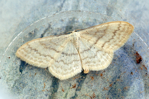 Large Lace-border Moth