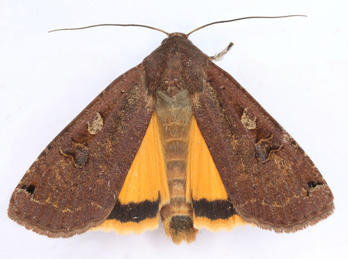 Large Yellow Underwing
