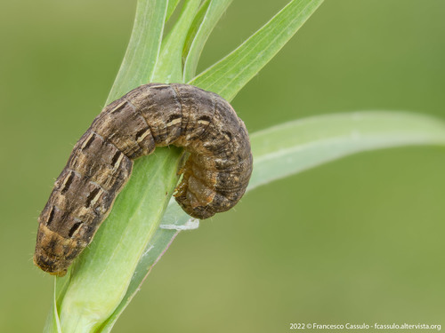 Large Yellow Underwing