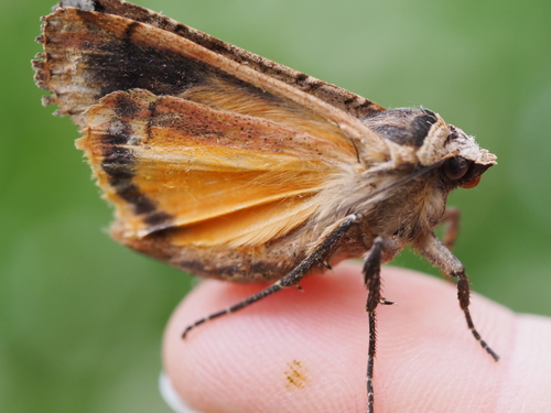 Large Yellow Underwing