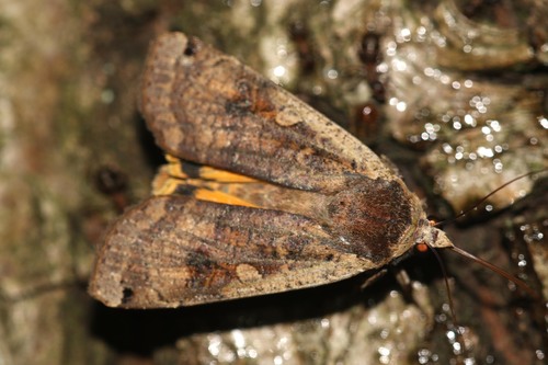 Large Yellow Underwing