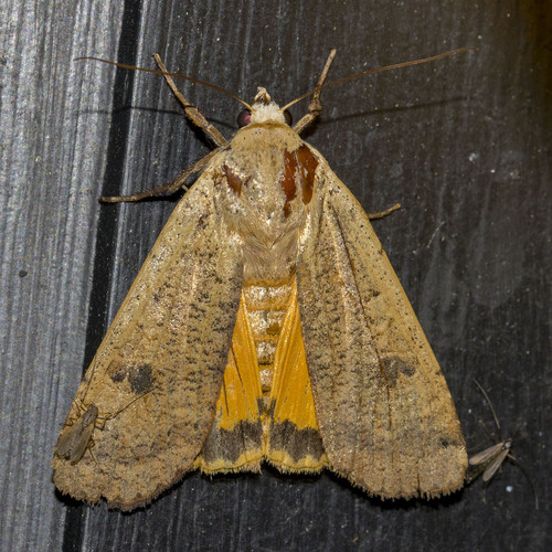 Large Yellow Underwing