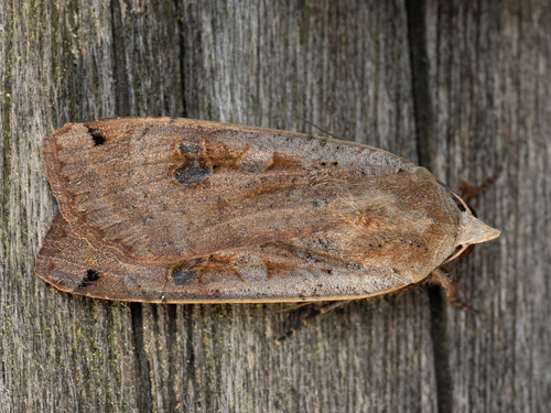 Large Yellow Underwing