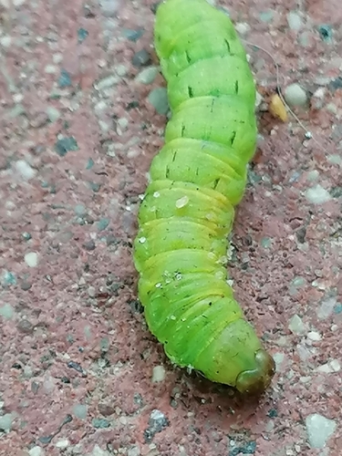 Large Yellow Underwing