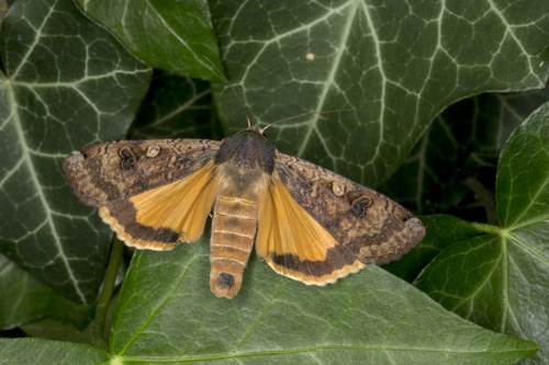 Large Yellow Underwing