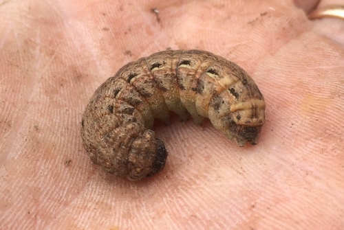 Large Yellow Underwing