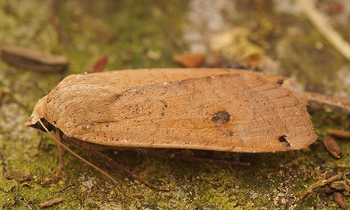Large Yellow Underwing