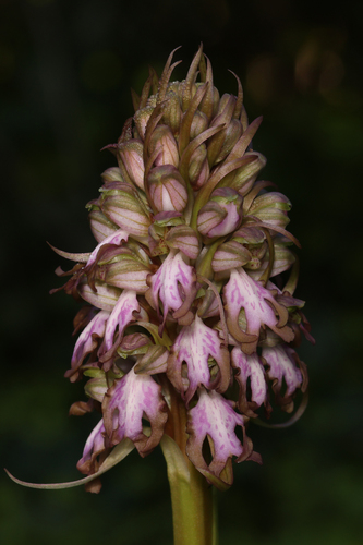 giant orchid
