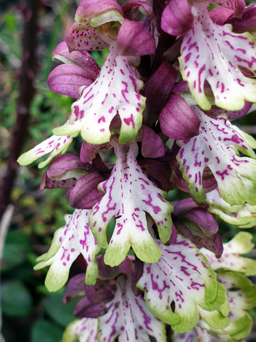 giant orchid