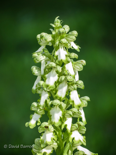 giant orchid