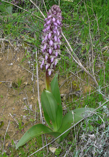 giant orchid
