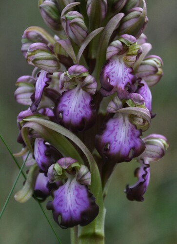 giant orchid