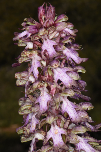 giant orchid