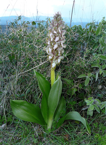 giant orchid