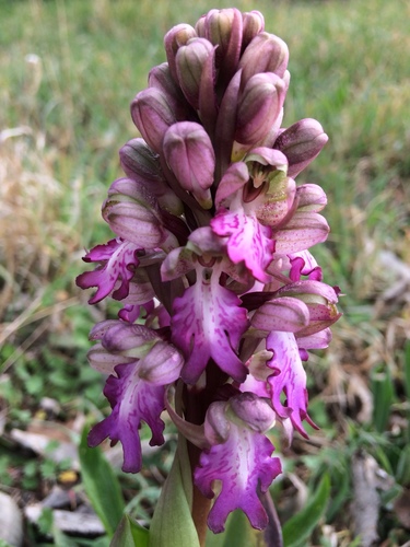 giant orchid