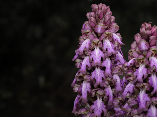 giant orchid