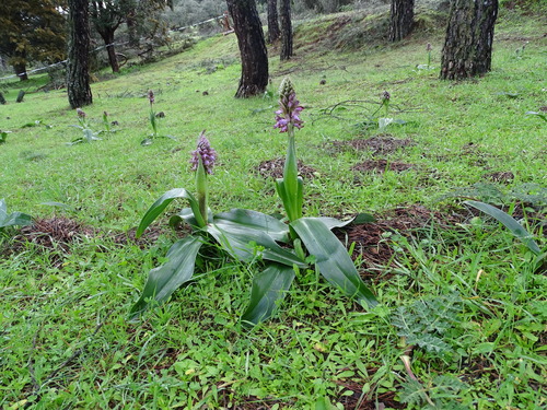 giant orchid