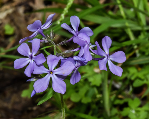 blue phlox