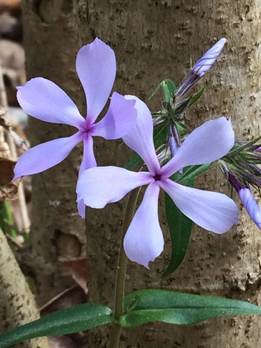 blue phlox