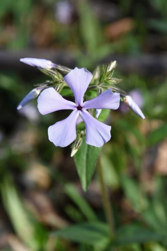 blue phlox