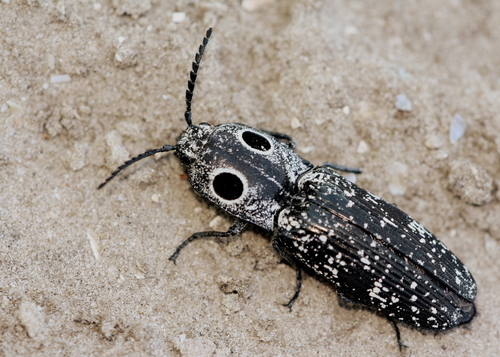 Eastern Eyed Click Beetle