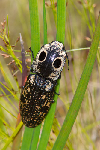 Eastern Eyed Click Beetle