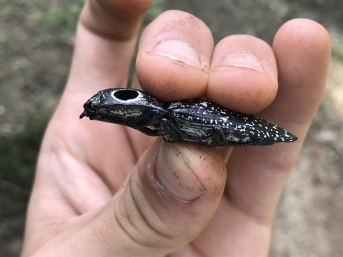 Eastern Eyed Click Beetle