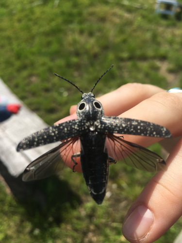 Eastern Eyed Click Beetle