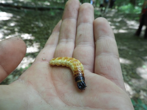 Eastern Eyed Click Beetle