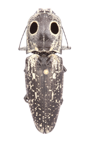 Eastern Eyed Click Beetle