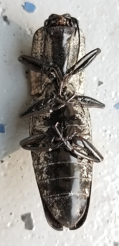 Eastern Eyed Click Beetle