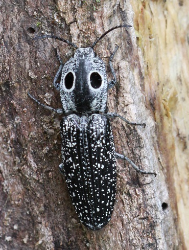 Eastern Eyed Click Beetle