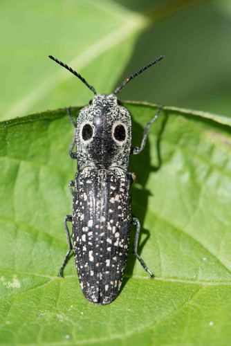 Eastern Eyed Click Beetle