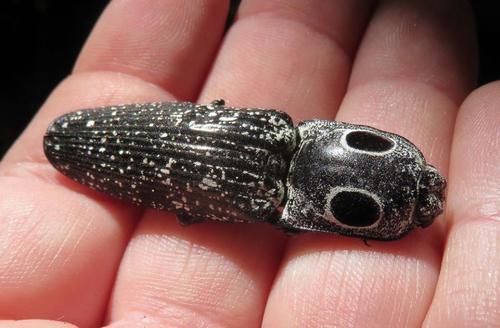 Eastern Eyed Click Beetle